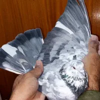 کفتر|پرنده|تهران, امام زاده عبدالله|دیوار