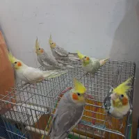 طوطی عروس هلندی های کاملآ رام و دستی