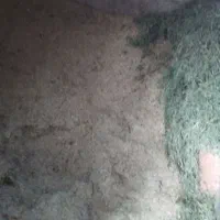 علوفه خرد شده وکاه|حیوانات مزرعه|صومای برادوست, |دیوار