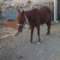 اسب مادیان فروشی یقره