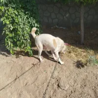 سگ.|سگ|ماهیدشت, |دیوار