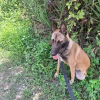 مالینویز اصیل7ماهه