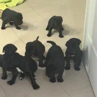 پانسیون روزانه سگ بالای ۶ ماه فقط ، غذا طبق نظر