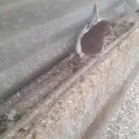 دوتا کبوتر|پرنده|قزوین, |دیوار