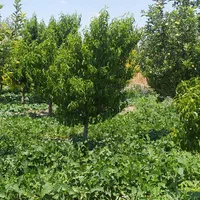 زمین زراعی و باغ|فروش زمین و ملک کلنگی|تهران, صفا|دیوار