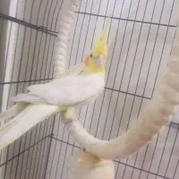 جفت عروس هلندی لوتینو|پرنده|شال, |دیوار