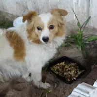 سگ پا کوتاه