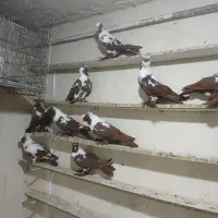 ککیلی دوبر گیلانده|پرنده|اردبیل, |دیوار