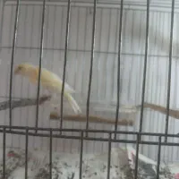 قناری سالم و سرحال|پرنده|خوی, |دیوار