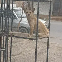 سگ خوشگل پاکوتاه