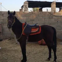 نریون همراه با زین دهنه