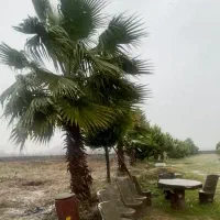 فروش تعدادی درخت صنوبر و کاج و پالم بزرگ و باشکوه