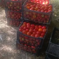 گوجه ربی  فیال