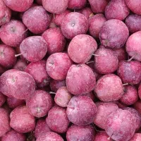 سیب درجه ۲کوهستانی