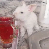 خرگوش