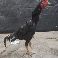 خروس و مرغ لاری|حیوانات مزرعه|سقز, |دیوار