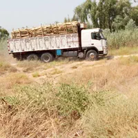 خرید اکالیپتوس بالاترین قیمت