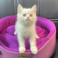 گربه. بریتیش. اسکاتیش. پرشین.|گربه|تهران, آبشار تهران (دریاچه)|دیوار