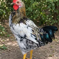 خروس جوان
