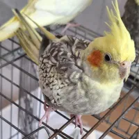 فروش عروس هلندی