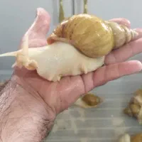 فروش حلزون طبی آلبینو