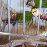 گرینچیک فول دبل رد با سابقه جوجه دهی|پرنده|رشت, گلسار|دیوار