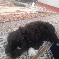 پودل ناز و مامانی