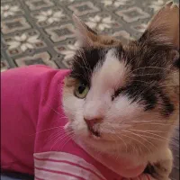 گربه گم شده