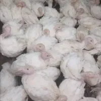 کود بوقلمون ۲۰۰۰