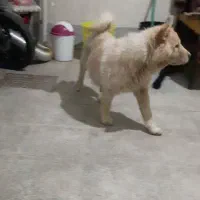 سگ چاوچاو نرو لاس پاپی|سگ|ابریشم, |دیوار