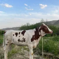 سیمینتال اصل شرابی