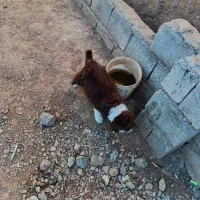 بنداله زنگوله گم شده حاجی آباد