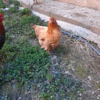 مرغ تخمگذار برهما