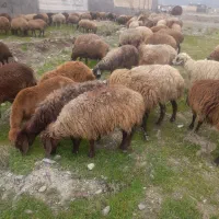 میش بره دار