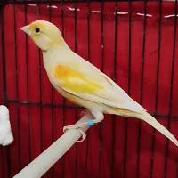 قناری|پرنده|کوهدشت, |دیوار