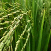 برنج درجه یک طارم عسل بی نظیر سخره نایاب..|خوردنی و آشامیدنی|اصفهان, باغ فدک|دیوار