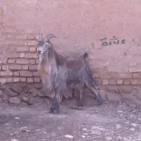 بز،دبر،پازن،میش،کهره|حیوانات مزرعه|شیراز, داریون|دیوار