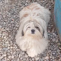 شیتزو سوپر فلت