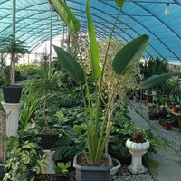 گلخانه ابریشم