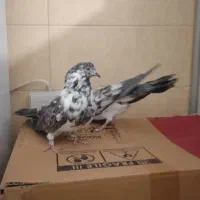 ۱۷تا کبوتر پرشی یجا|پرنده|بومهن, |دیوار