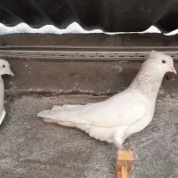 کله. الماسی