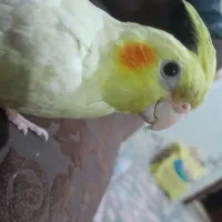 عروس هلندی لوتینو|پرنده|زهک, |دیوار