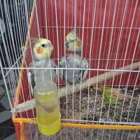 عروس هلندی مولد دستی