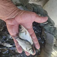 توضیح ماهی کپور|ماهی|خرم‌آباد, |دیوار