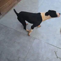 فروش پیت بول نر ۲ ساله|سگ|اسالم, |دیوار