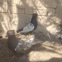 کبوتر سینه|پرنده|شیراز, ارم|دیوار