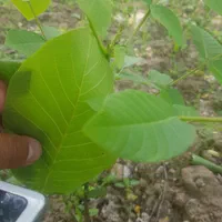 هرس تخصصی و آبیاری قطره ای کنترل با موبایل|خدمات باغبانی و درختکاری|تبریز, |دیوار