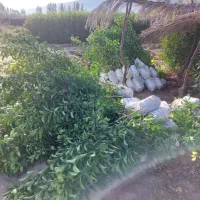 انواع درخت مرکبات|خدمات باغبانی و درختکاری|کازرون, |دیوار