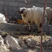 بره ..نر|حیوانات مزرعه|رابر, |دیوار