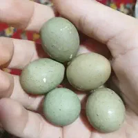 بلدرچین مینیاتوری ماده|حیوانات مزرعه|رودان, |دیوار